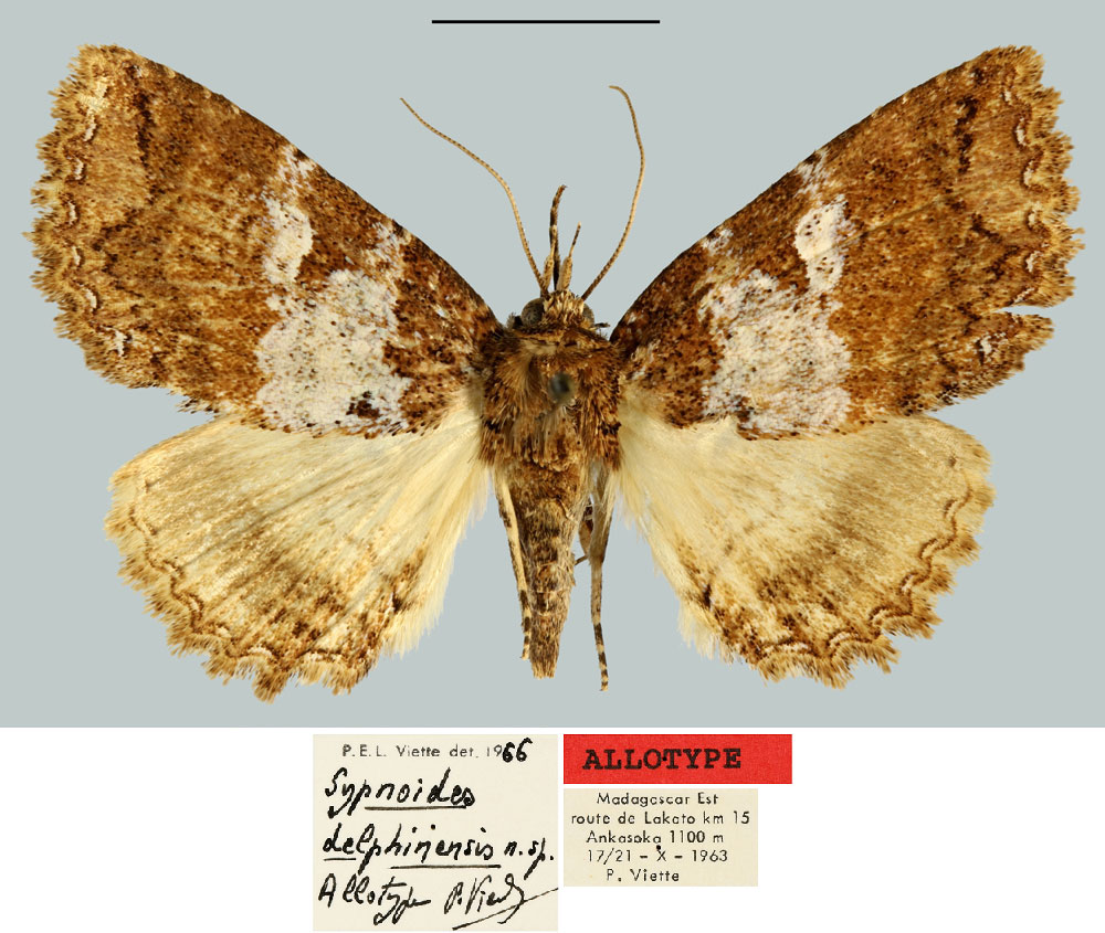/filer/webapps/moths/media/images/D/delphinensis_Sypnoides_AT_MNHN.jpg