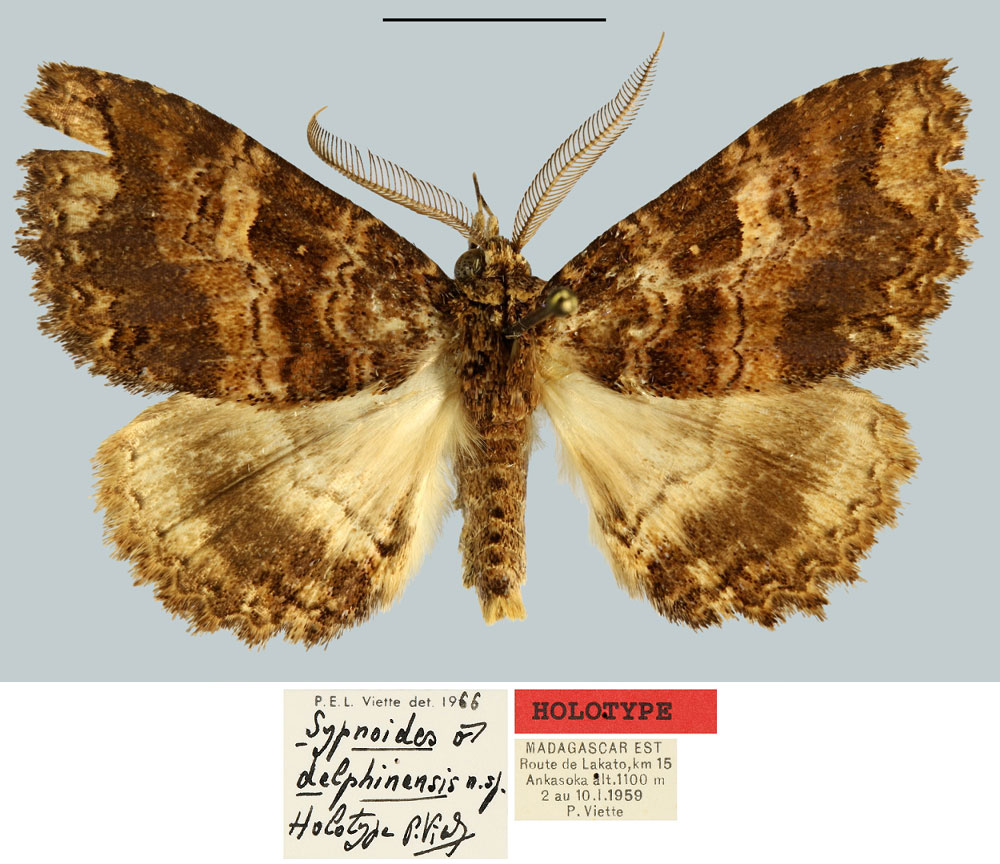 /filer/webapps/moths/media/images/D/delphinensis_Sypnoides_HT_MNHN.jpg