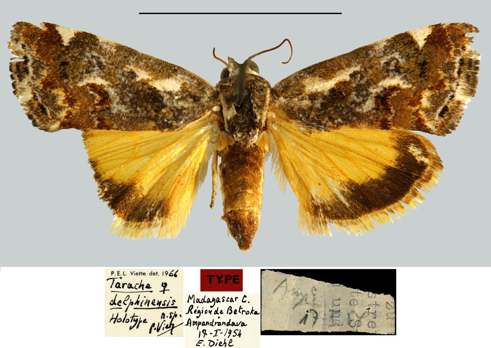 /filer/webapps/moths/media/images/D/delphinensis_Tarache_HT_MNHN.jpg