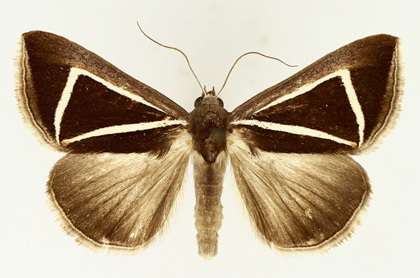 /filer/webapps/moths/media/images/D/delta_Chalciope_AM_TMSA_02.jpg