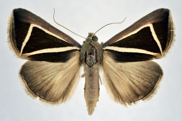 /filer/webapps/moths/media/images/D/delta_Chalciope_A_NHMO.jpg