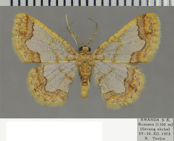 /filer/webapps/moths/media/images/D/delta_Zamarada_AM_ZSM.jpg