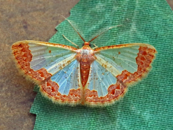 /filer/webapps/moths/media/images/D/delta_Zamarada_A_Voaden.jpg