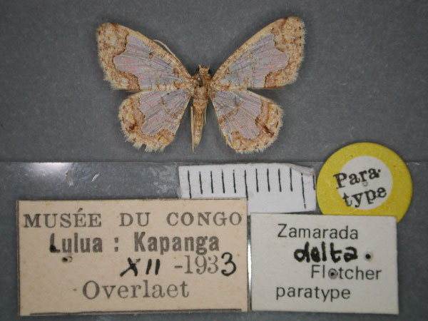 /filer/webapps/moths/media/images/D/delta_Zamarada_PT_RMCA_01.jpg