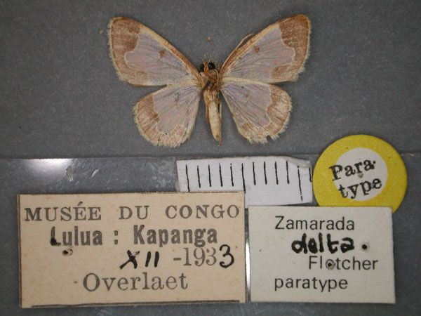 /filer/webapps/moths/media/images/D/delta_Zamarada_PT_RMCA_02.jpg
