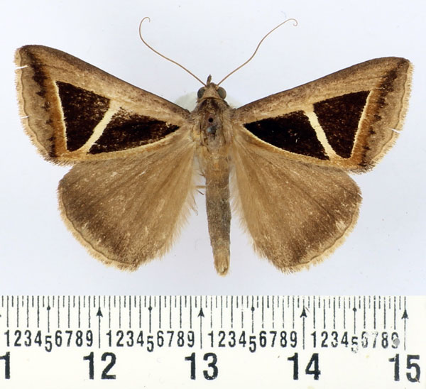 /filer/webapps/moths/media/images/D/deltifera_Parachalciope_AM_BMNH.jpg