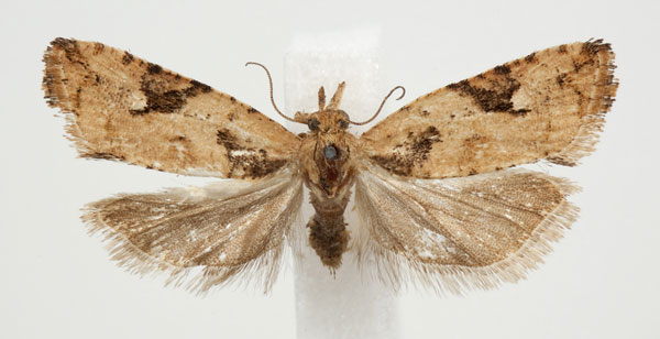 /filer/webapps/moths/media/images/D/deltophora_Paraeccopsis_AF_BMNH.jpg