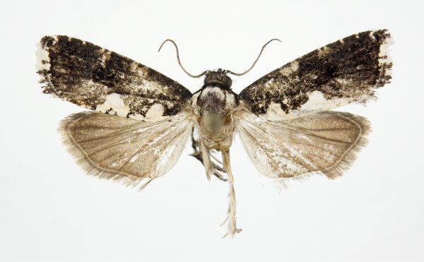 /filer/webapps/moths/media/images/D/deltozyga_Dracontogena_AM_KSund_01.jpg