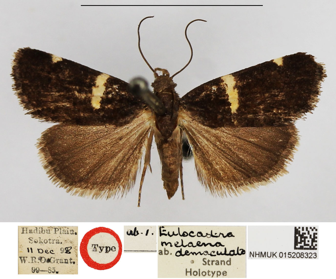 /filer/webapps/moths/media/images/D/demaculata_Eulocastra_HT_NHMUK.jpg