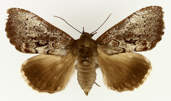 /filer/webapps/moths/media/images/D/demaculata_Tolna_AF_TMSA_01.jpg