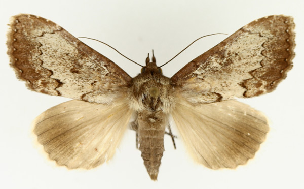 /filer/webapps/moths/media/images/D/demaculata_Tolna_AF_TMSA_02.jpg