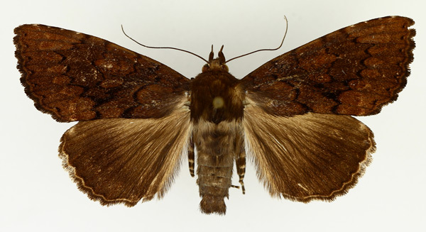 /filer/webapps/moths/media/images/D/demaculata_Tolna_AM_TMSA_01.jpg