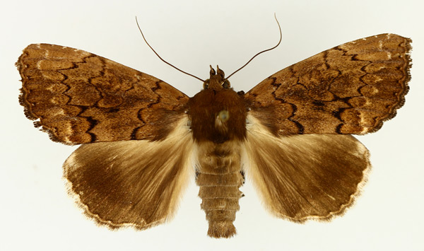 /filer/webapps/moths/media/images/D/demaculata_Tolna_AM_TMSA_02.jpg