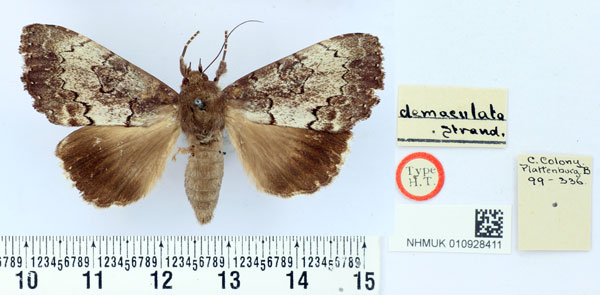 /filer/webapps/moths/media/images/D/demaculata_Tolna_HT_BMNH.jpg