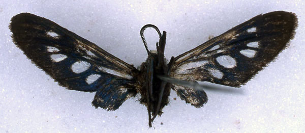 /filer/webapps/moths/media/images/D/demiavis_Pseudmelisa_HT_BMNH_02.jpg