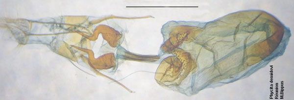 /filer/webapps/moths/media/images/D/demidovi_Phycita_GF_Bippus_2813.jpg