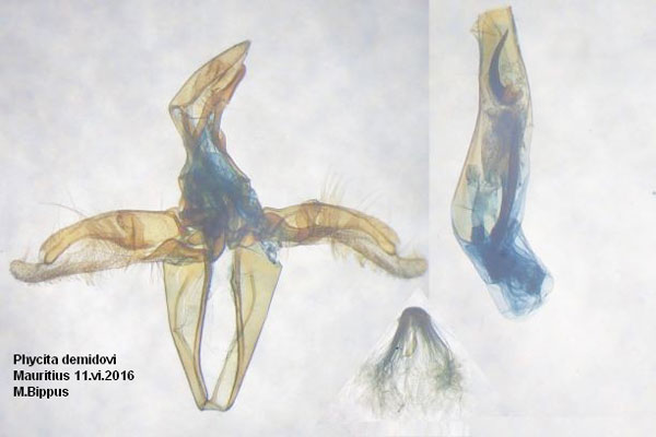 /filer/webapps/moths/media/images/D/demidovi_Phycita_GM_Bippus_138.jpg