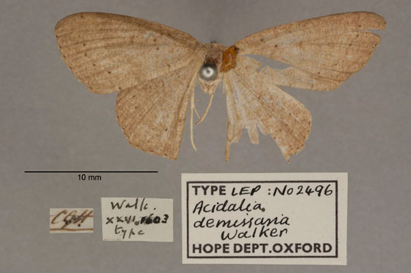 /filer/webapps/moths/media/images/D/demissaria_Acidalia_HT_OUMNH_01.jpg