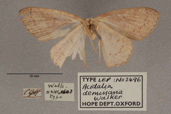 /filer/webapps/moths/media/images/D/demissaria_Acidalia_HT_OUMNH_02.jpg