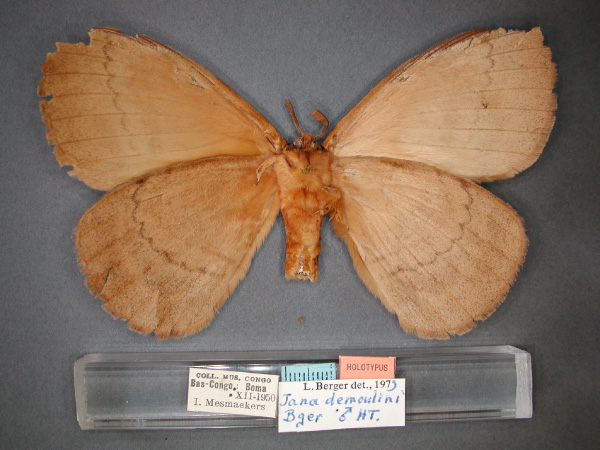 /filer/webapps/moths/media/images/D/demoulini_Jana_HT_RMCA_02.jpg