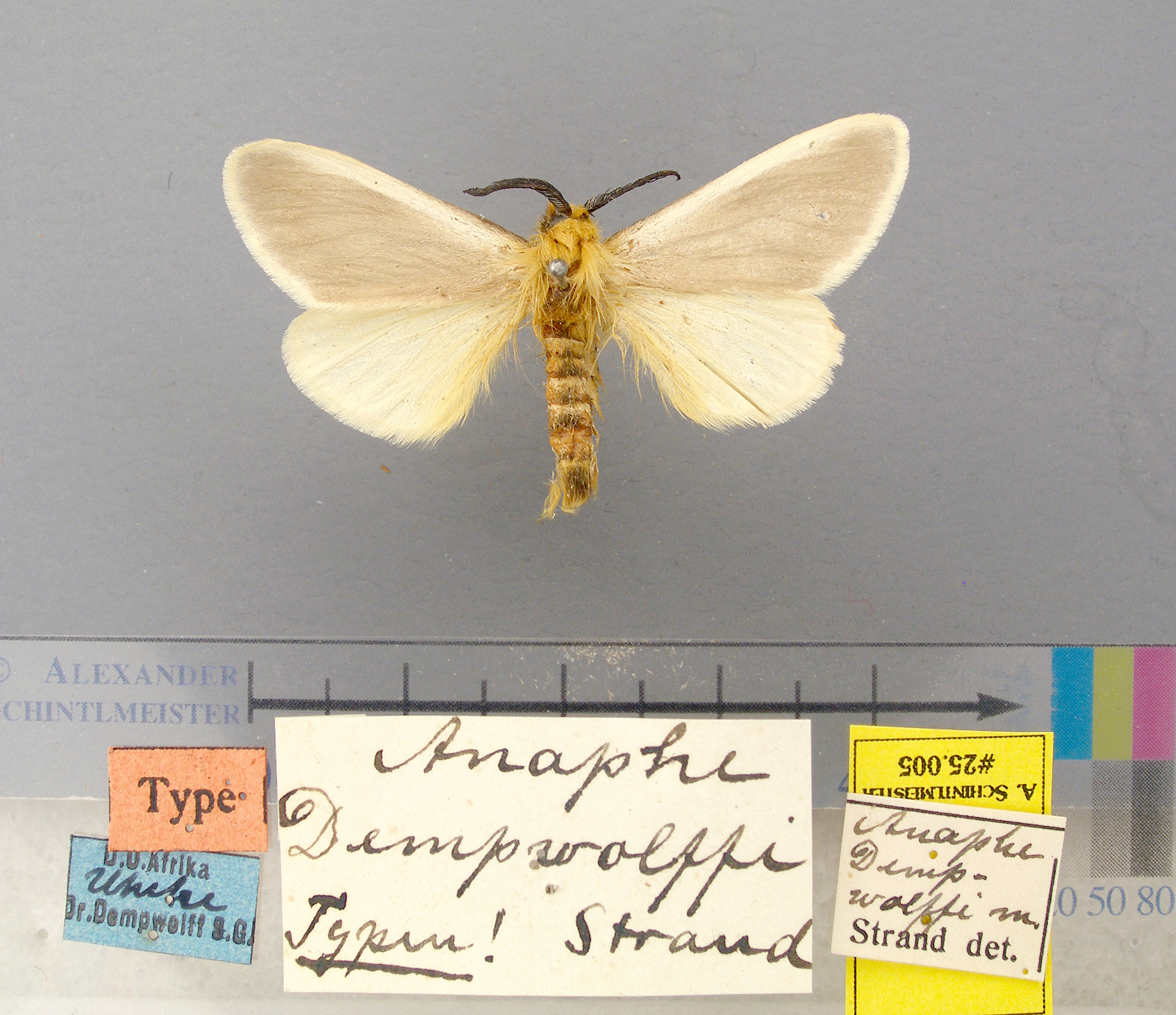 /filer/webapps/moths/media/images/D/dempwolffi-Anaphe-25005-ST-Tanzania_mZzFTjg.jpg