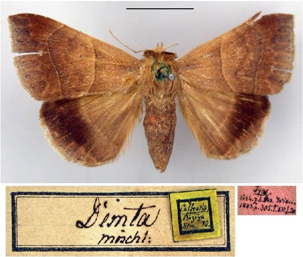 /filer/webapps/moths/media/images/D/demta_Ophisma_ST_ZMHB.jpg