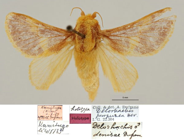 /filer/webapps/moths/media/images/D/denisae_Delorhachis_HT_RBINS.jpg