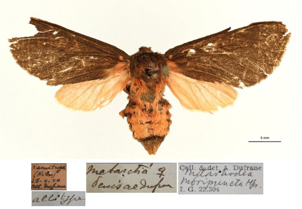 /filer/webapps/moths/media/images/D/denisae_Metarctia_AT_RBINSa.jpg