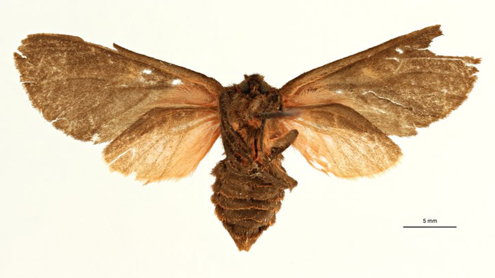/filer/webapps/moths/media/images/D/denisae_Metarctia_AT_RBINSb.jpg