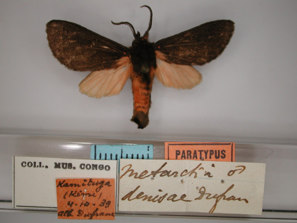 /filer/webapps/moths/media/images/D/denisae_Metarctia_PT_RMCA_01.jpg