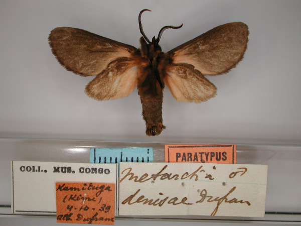 /filer/webapps/moths/media/images/D/denisae_Metarctia_PT_RMCA_02.jpg