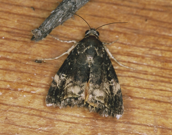 /filer/webapps/moths/media/images/D/densa_Acontolia_A_Roland_09.jpg