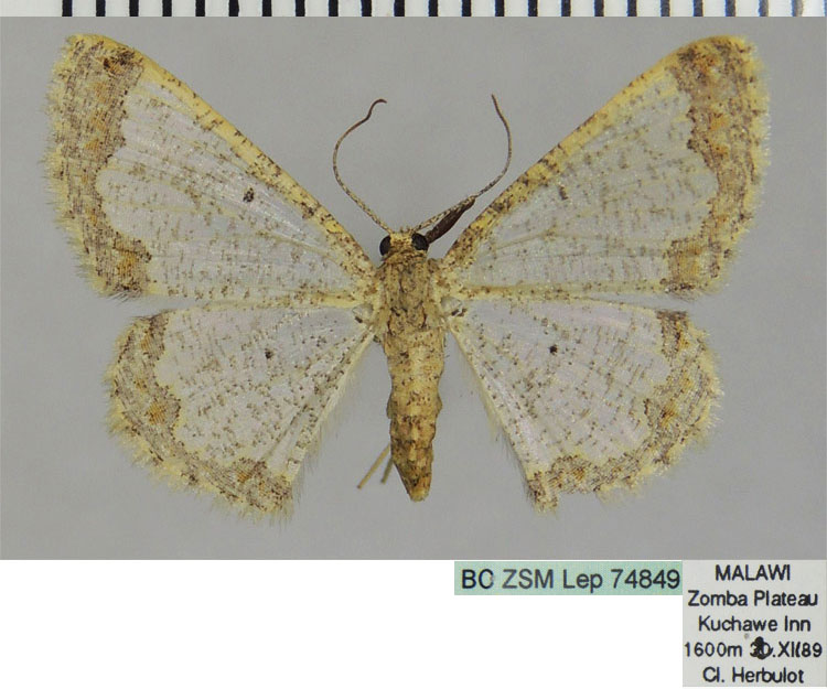 /filer/webapps/moths/media/images/D/densisparsa_Zamarada_AF_ZSM_02.jpg