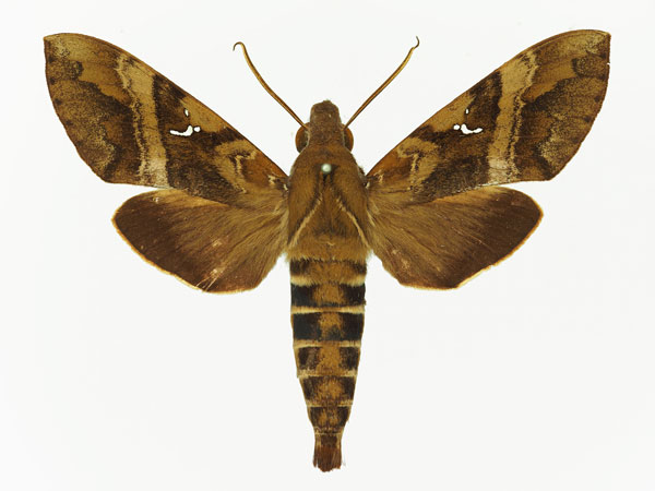 /filer/webapps/moths/media/images/D/densoi_Nephele_AM_Basquina.jpg