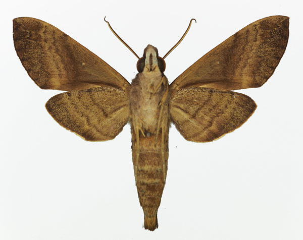 /filer/webapps/moths/media/images/D/densoi_Nephele_AM_Basquinb.jpg