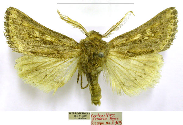 /filer/webapps/moths/media/images/D/dentata_Centrarthra_PTM_TMSA.jpg
