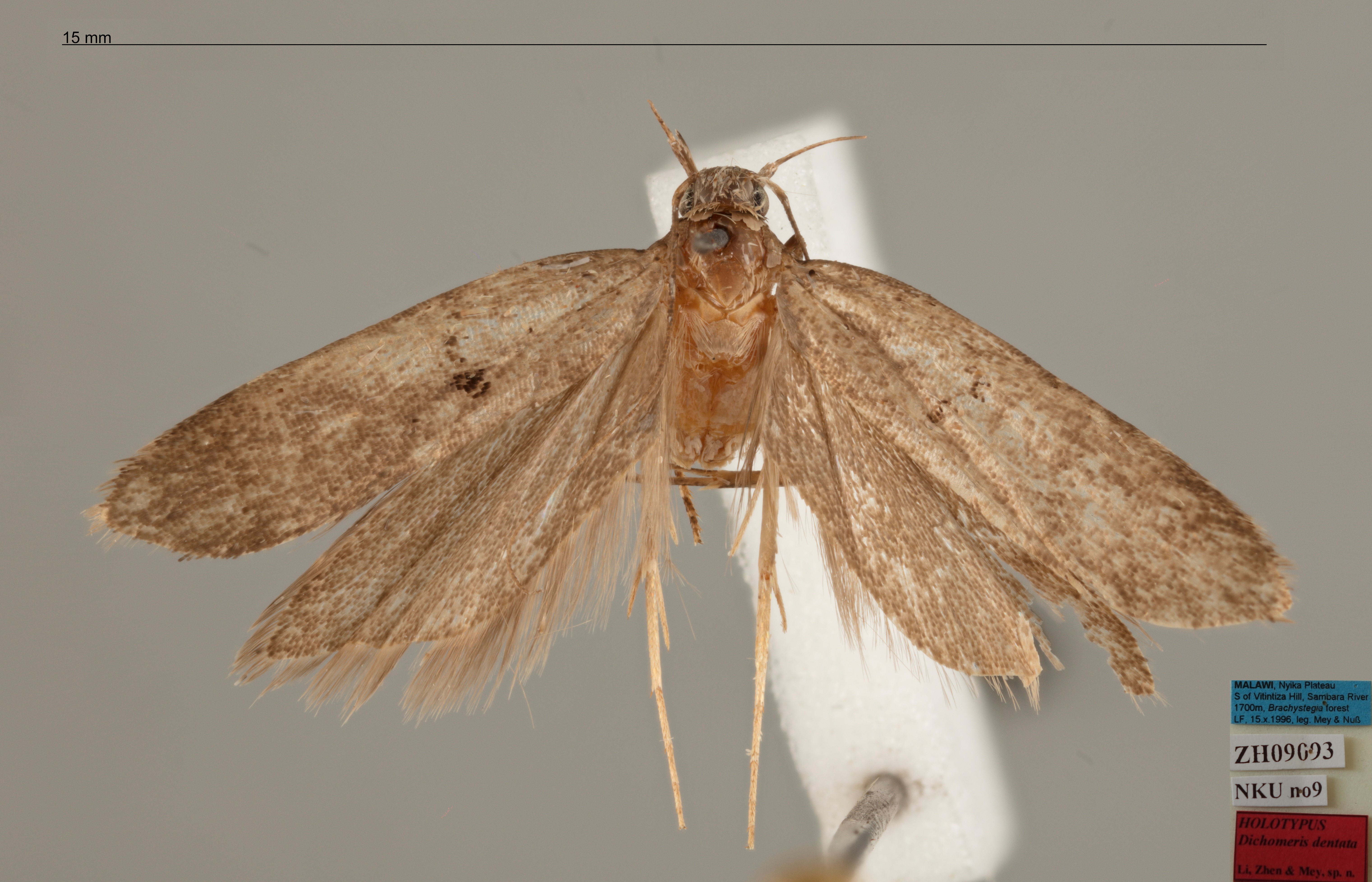 /filer/webapps/moths/media/images/D/dentata_Dichomeris_MHT_MfN.jpg