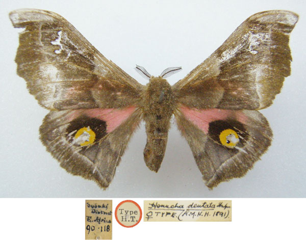 /filer/webapps/moths/media/images/D/dentata_Henucha_HT_NHMUKa.jpg