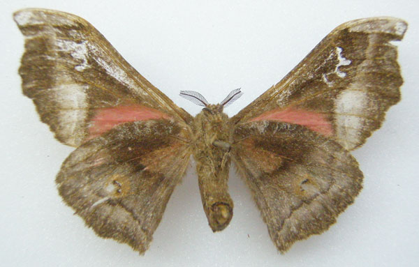 /filer/webapps/moths/media/images/D/dentata_Henucha_HT_NHMUKb.jpg