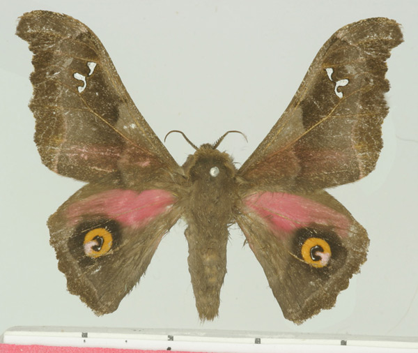 /filer/webapps/moths/media/images/D/dentata_Ludia_AF_Basquin.jpg