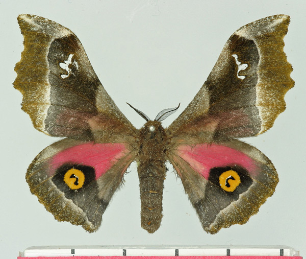 /filer/webapps/moths/media/images/D/dentata_Ludia_AM_Basquin.jpg