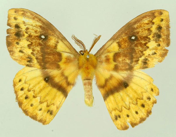 /filer/webapps/moths/media/images/D/dentata_Maltagorea_AM_Basquin_03.jpg