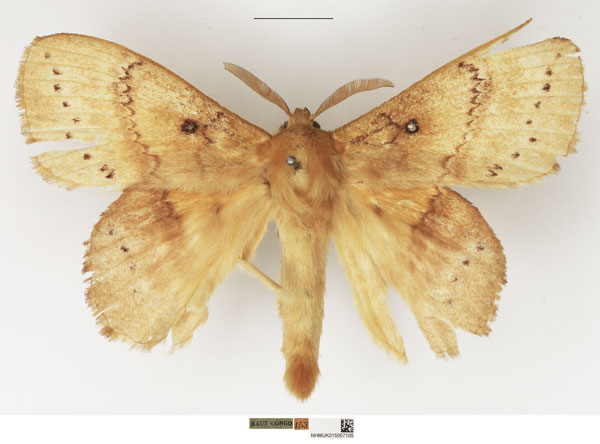 /filer/webapps/moths/media/images/D/dentata_Philotherma_AM_NHMUK.jpg
