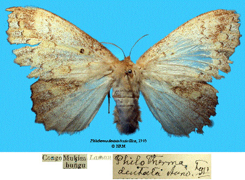 /filer/webapps/moths/media/images/D/dentata_Philotherma_HT_SNHMa.jpg