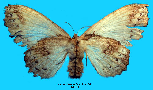 /filer/webapps/moths/media/images/D/dentata_Philotherma_HT_SNHMb.jpg