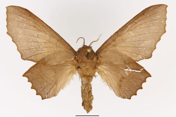 /filer/webapps/moths/media/images/D/dentata_Stenophatna_AF_Basquin.jpg