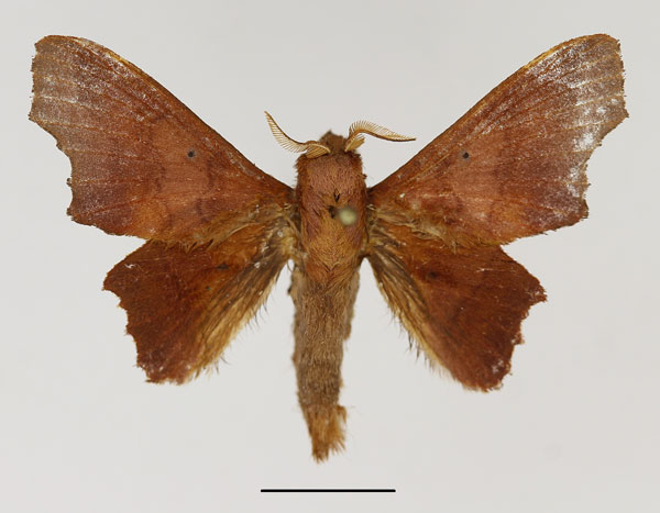 /filer/webapps/moths/media/images/D/dentata_Stenophatna_AM_Basquin.jpg