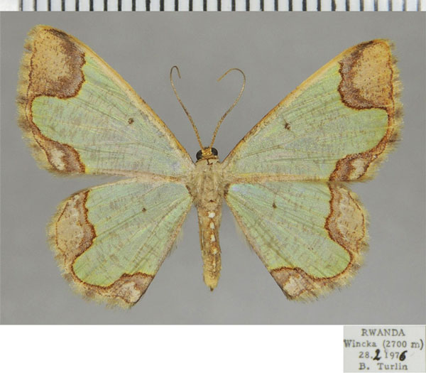 /filer/webapps/moths/media/images/D/dentata_Zamarada_AF_ZSM.jpg