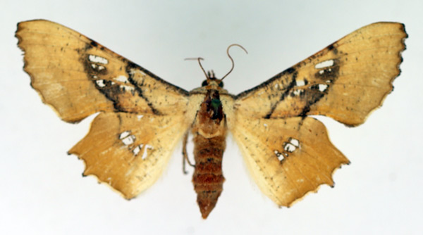 /filer/webapps/moths/media/images/D/dentataria_Coenina_AF_TMSA.jpg