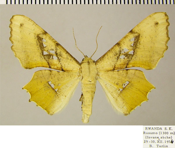 /filer/webapps/moths/media/images/D/dentataria_Coenina_AF_ZSM.jpg